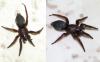 Scotophaeus sp.